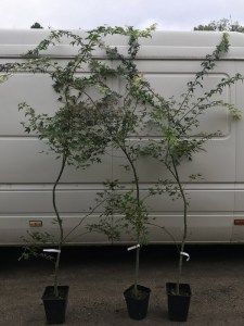 klon palmowy zielony (Acer palmatum) c5 zdjęcie zdjęcie sadzonki