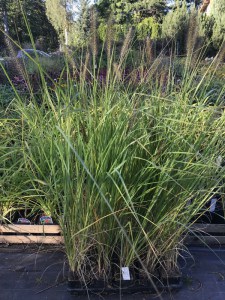 Trawa rozplenica japońska (Pennisetum) piórkówka Viridescens zdjęcie sadzonki