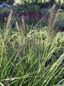 Trawa rozplenica japońska (Pennisetum) piórkówka Viridescens zdjęcie 3