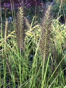 Trawa rozplenica japońska (Pennisetum) piórkówka Viridescens zdjęcie 4