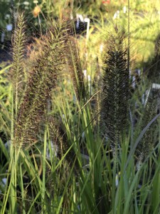 Trawa rozplenica japońska (Pennisetum) piórkówka Viridescens zdjęcie 5