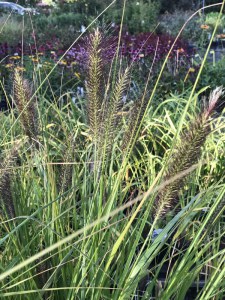 Trawa rozplenica japońska (Pennisetum) piórkówka Viridescens zdjęcie 6