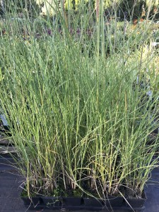 Miskant chiński (Miscanthus sinensis) Gracillimus zdjęcie sadzonki