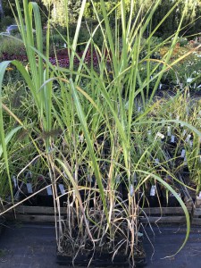 Miskant olbrzymi (Miscanthus giganteus) Floridulus zdjęcie sadzonki