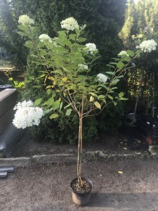 Hortensja bukietowa (Hydrangea paniculata) Grandiflora c3 zdjęcie drzewka