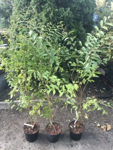 Pięknotka rozwidlona (Callicarpa dichotoma) Issai c3 zdjęcie sadzonki