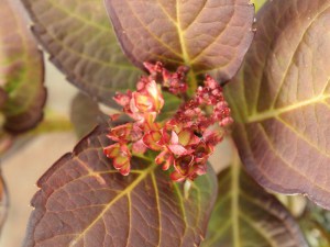 'Hortensja (Hydrangea) Mirai c4 zdjęcie 8' Hortensja (Hydrangea) Mirai c4 zdjęcie 8