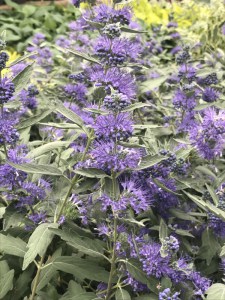 Barbula klandońska (Caryopteris clandonensis) Sterling Silver 5