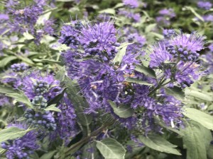 Barbula klandońska (Caryopteris clandonensis) Sterling Silver 2