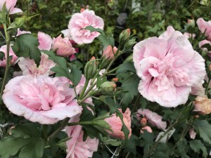 Ketmia syryjska (Hibiscus syriacus) Pink Chiffon c2 zdjęcie 3