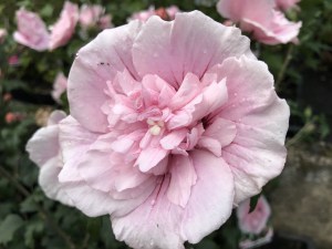 Ketmia syryjska (Hibiscus syriacus) Pink Chiffon c2 zdjęcie 4
