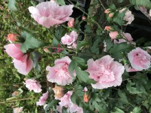 Ketmia syryjska (Hibiscus syriacus) Pink Chiffon c2 zdjęcie 5