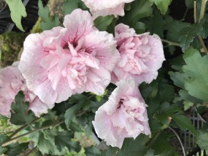 Ketmia syryjska (Hibiscus syriacus) Pink Chiffon c2 zdjęcie 6
