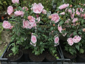 Ketmia syryjska (Hibiscus syriacus) Pink Chiffon c2 zdjęcie sadzonki