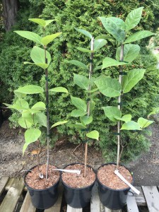 Kielichowiec wonny (Calycanthus floridus) c2 zdjęcie sadzonki