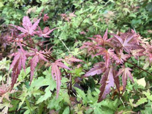 Klon palmowy (Acer palm.) Phoenix c3 c2 zdjęcie 3