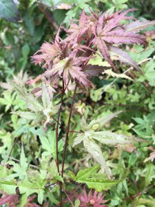 Klon palmowy (Acer palm.) Phoenix c3 c2 zdjęcie 5