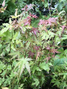 Klon palmowy (Acer palm.) Phoenix c3 c2 zdjęcie 4