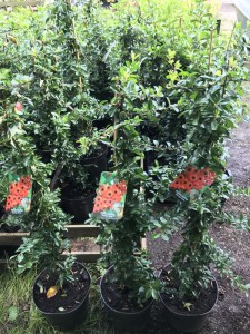 Ognik szkarłatny (Pyracantha coccinea) Orange Glow c3 zdjęcie sadzonki