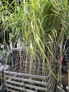 Miskant chiński olbrzymi (Miscanthus sinensis) Giganteus c3 zdjęcie sadzonki 2