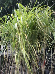 Miskant chiński olbrzymi (Miscanthus sinensis) Giganteus c3 zdjęcie sadzonki 3