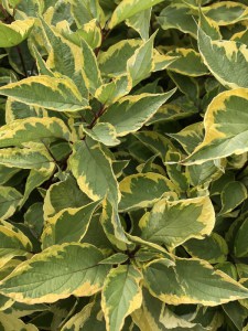 Dereń biały (Cornus alba) Gouchaultii zdjęcie 3