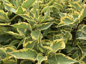 Dereń biały (Cornus alba) Gouchaultii zdjęcie 4