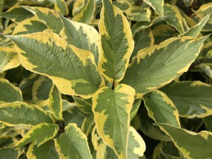 Dereń biały (Cornus alba) Gouchaultii zdjęcie 5