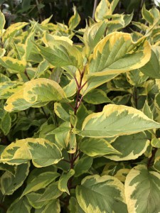 Dereń biały (Cornus alba) Gouchaultii zdjęcie 6