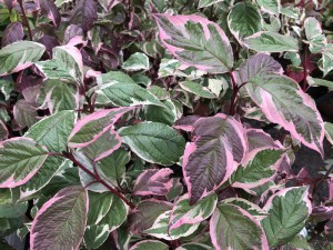 Dereń biały (Cornus alba) Gouchaultii zdjęcie 8