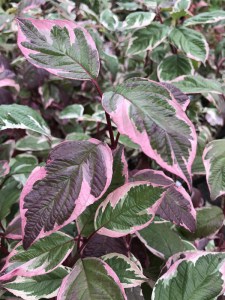Dereń biały (Cornus alba) Gouchaultii zdjęcie 9