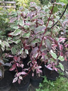 Dereń biały (Cornus alba) Gouchaultii zdjęcie sadzonki