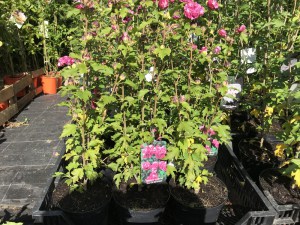 Ketmia syryjska (Hibiscus syriacus) Duc de Brabant c2 zdjęcie 5