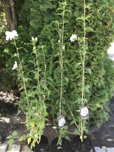 Ketmia syryjska (Hibiscus syriacus) China Chiffon c2 zdjęcie sadzonki