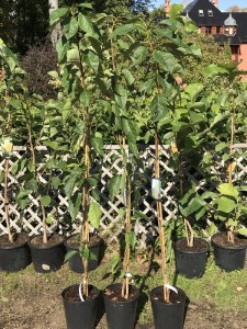 Wiśnia piłkowana (Prunus serrulata) Amanogawa c7 zdjęcie sadzonki
