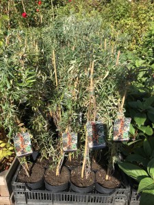 Rokitnik zwyczajny, pospolity (Hippophae rhamnoides) c2 zdjęcie sadzonki