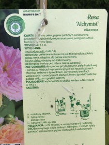 Róża pnąca Alchymist c2 zdjęcie 8