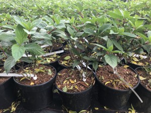Hortensja bukietowa (Hydrangea paniculata) Diamantino c3 zdjęcie sadzonki