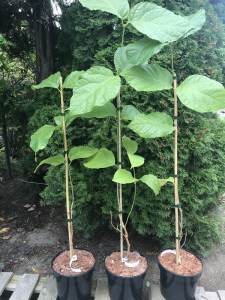 Kielichowiec chiński (Sinocalycanthus chinensis) zdjęcie sadzonki