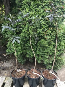 Bez czarny (Sambucus nigra) Black Tower c3 zdjęcie sadzonki