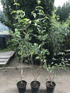 Dereń kousa odm. chińska (Cornus kousa var. chinensis) Claudia zdjęcie sadzonki
