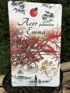 Klon palmowy szczepiony (Acer) Emma c3 zdjęcie etykieta