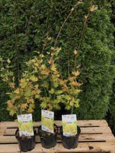 Klon Shirasawy (Acer shirasawum) Jordan c3 zdjęcie sadzonki
