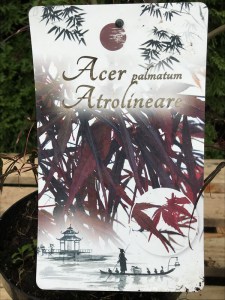 Klon palmowy szczepiony (Acer) Atrolineare c3 zdjęcie etykieta