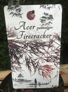 Klon palmowy szczepiony (Acer) Firecracker c3 zdjęcie etykieta