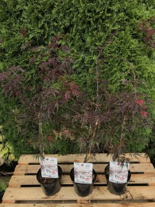 Klon palmowy szczepiony (Acer) Firecracker c3 zdjęcie sadzonki