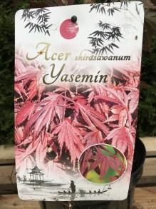 Klon Shirasawy (Acer shirasawum) Jasemin c3 zdjęcie etykiety