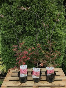 Klon Shirasawy (Acer shirasawum) Jasemin c3 zdjęcie sadzonki