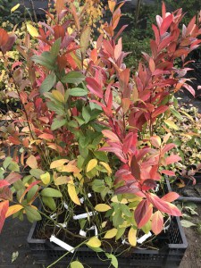 Itea wirginijska (Itea virginica) zdjęcie sadzonki