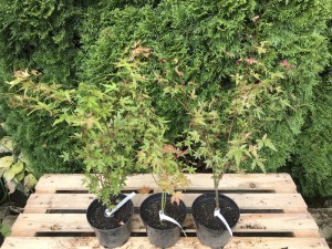 Klon palmowy (Acer palm.) Phoenix c3 c2 zdjęcie sadzonki